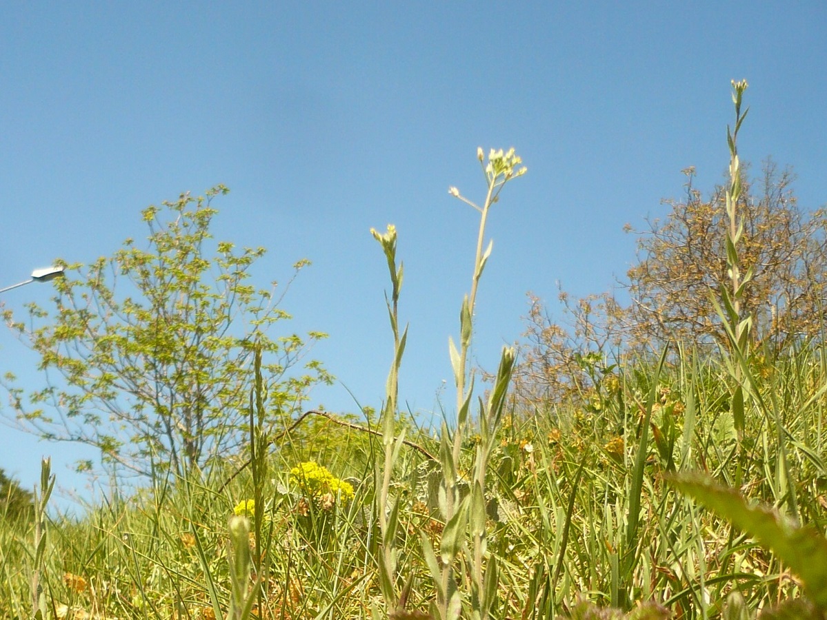 Camelina microcarpa (Brassicaceae)